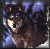 wolf18.jpg